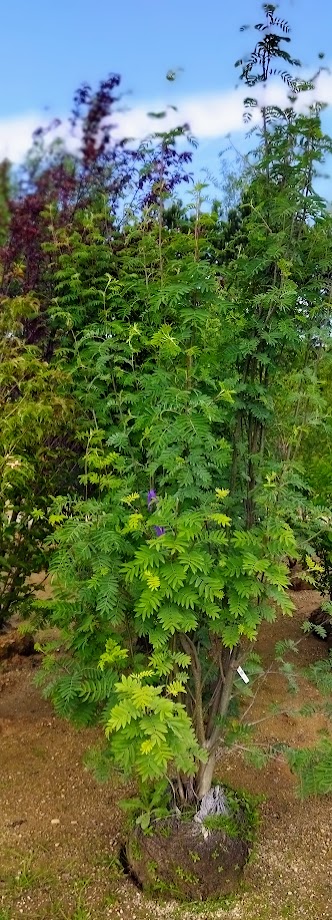 Sorbus aucuparia