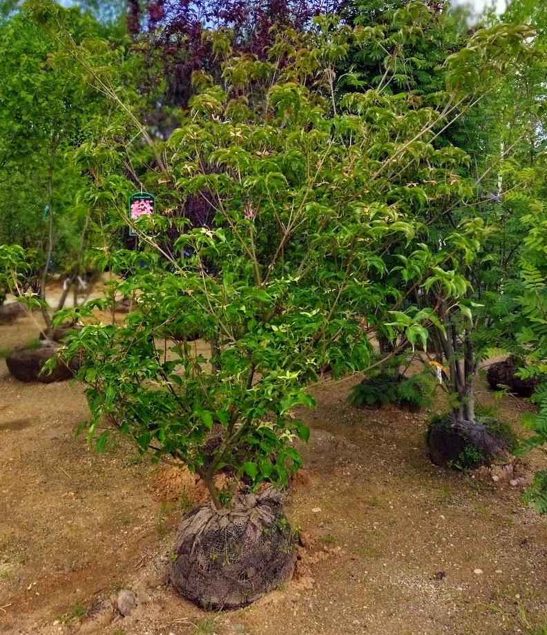 Cornus kousa ´Scarlet Fire´