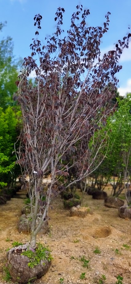 Prunus serrulata ´Royal Burgundy´
