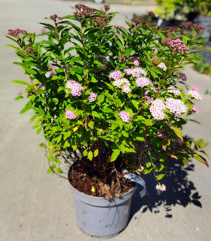 Spiraea japonica ´Rick Star´