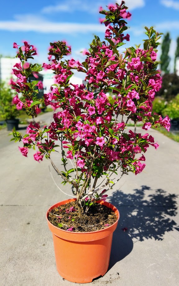 Weigela ´Bristol Ruby´