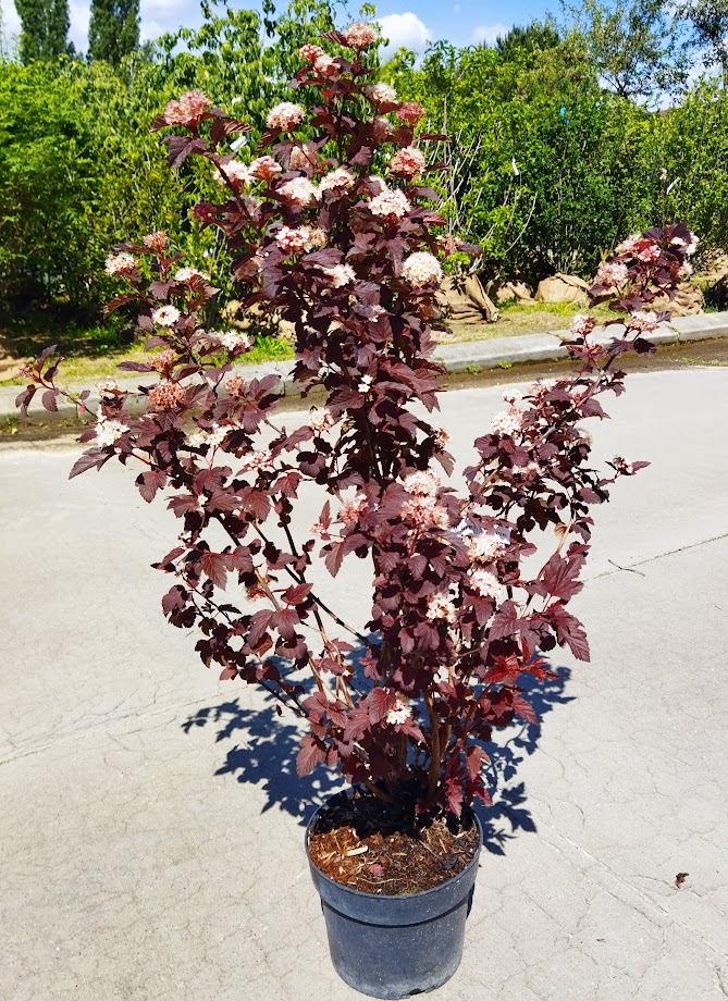 Physocarpus opulifolius ´Lady in Red ´