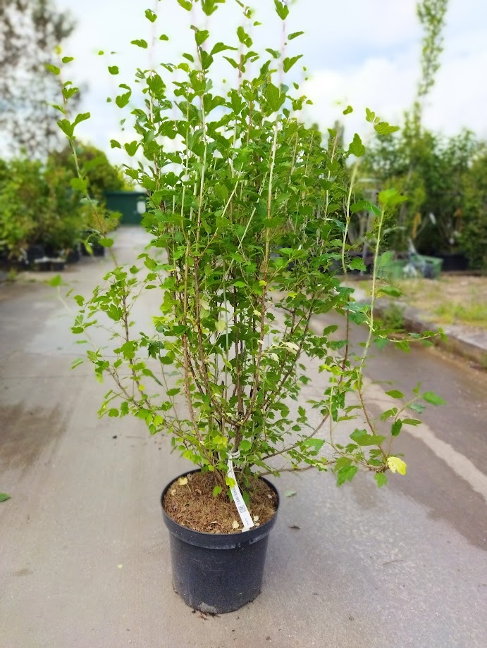 Ribes alpinum ´Schmidt´