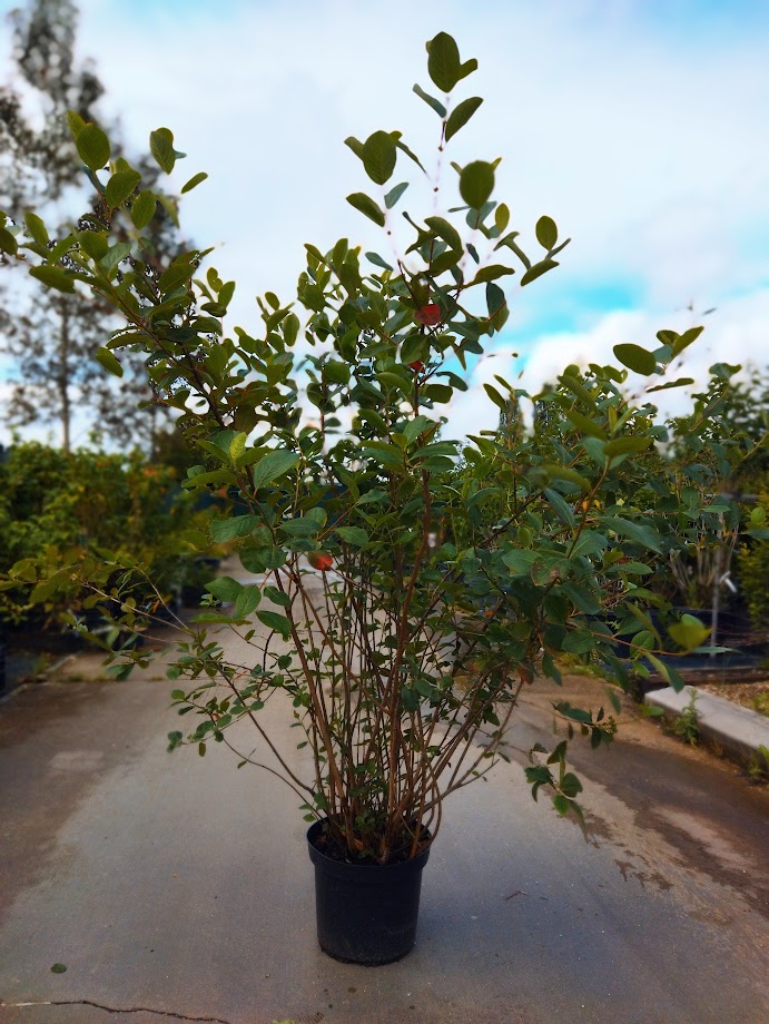 Aronia melanocarpa