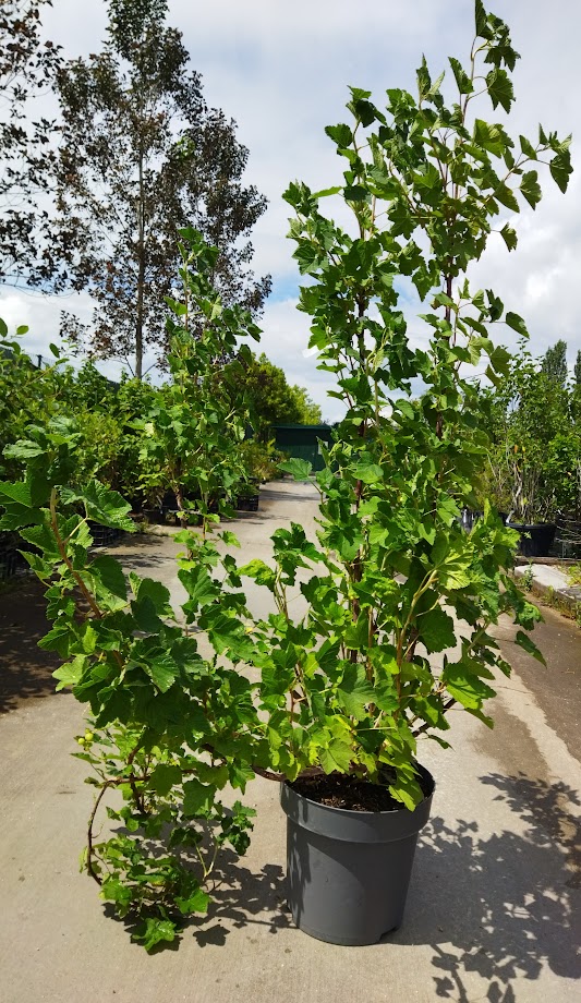 Ribes sanguineum