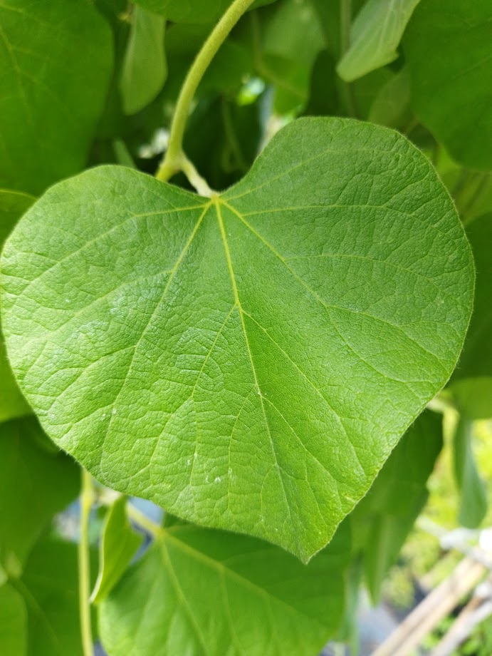 Aristolochia macrophylla