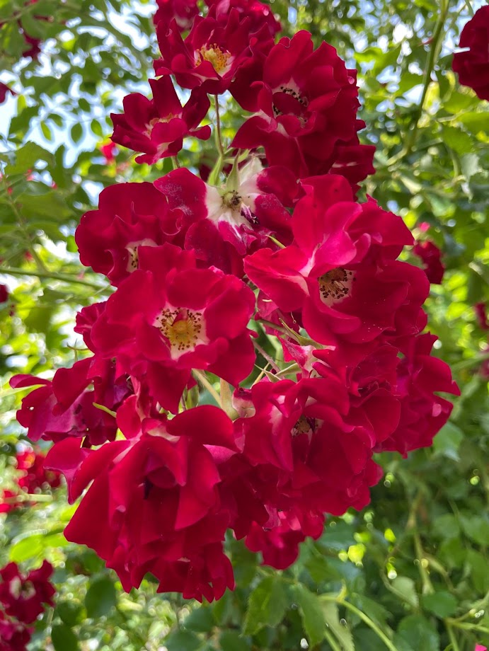 Rosa ´Rambling Rosie´