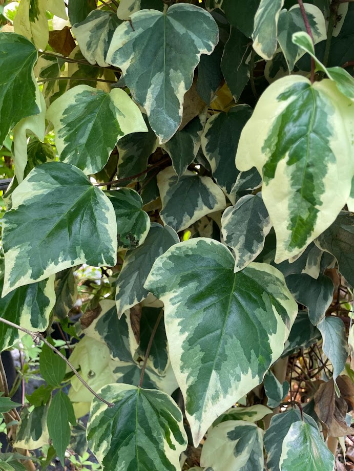 Hedera algeriensis ´Gloire de Marengo´