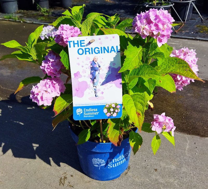 Hydrangea macrophylla ´Endless Summer´