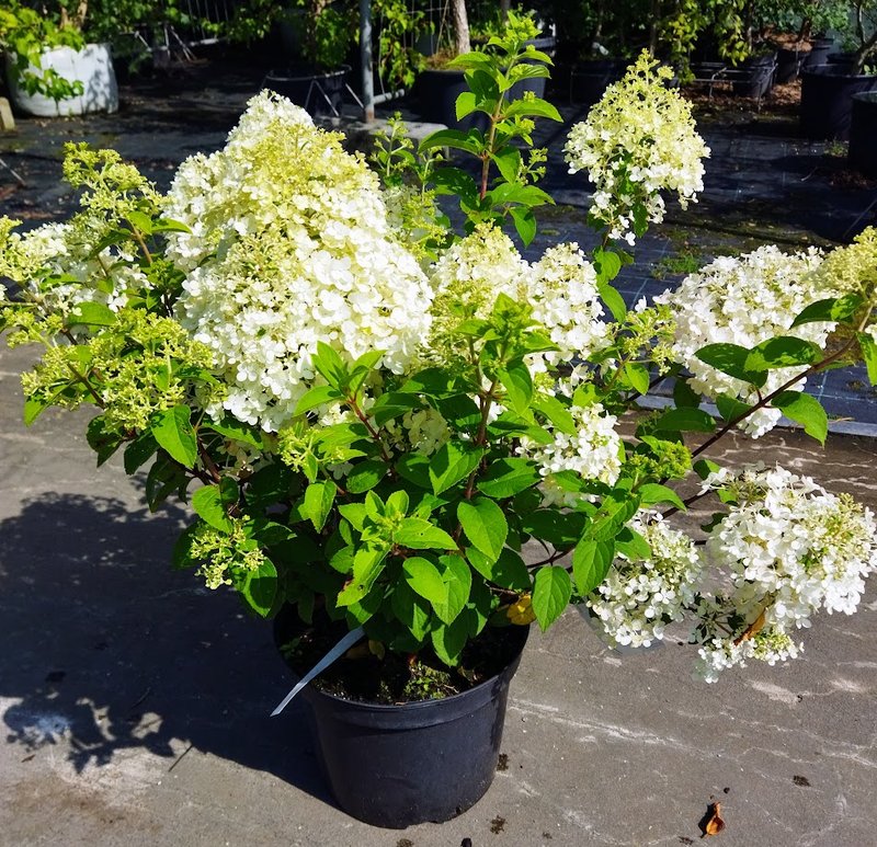 Hydrangea paniculata ´Bobo´