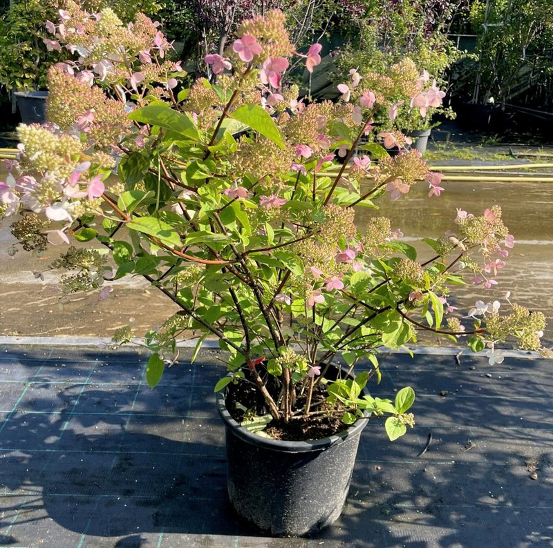 Hydrangea paniculata ´Wim´s Red´
