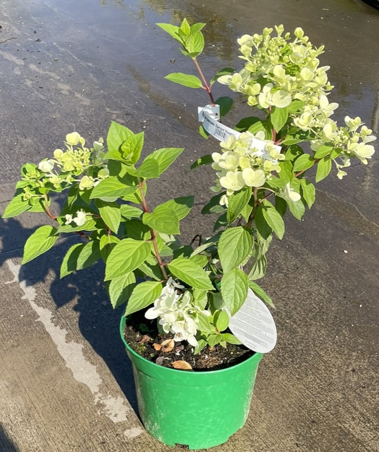 Hydrangea paniculata ´Diamant Rouge´