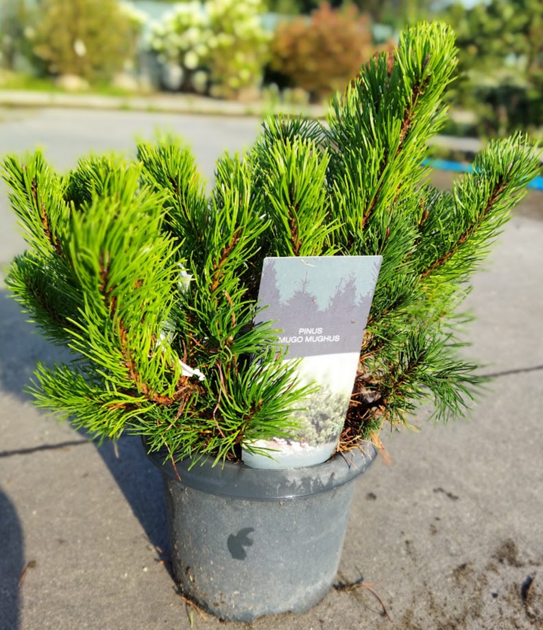 Pinus mugo mugo