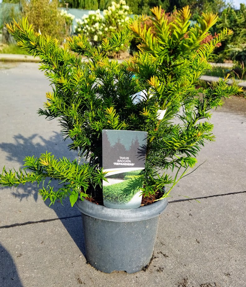 Taxus baccata ´Repandens´
