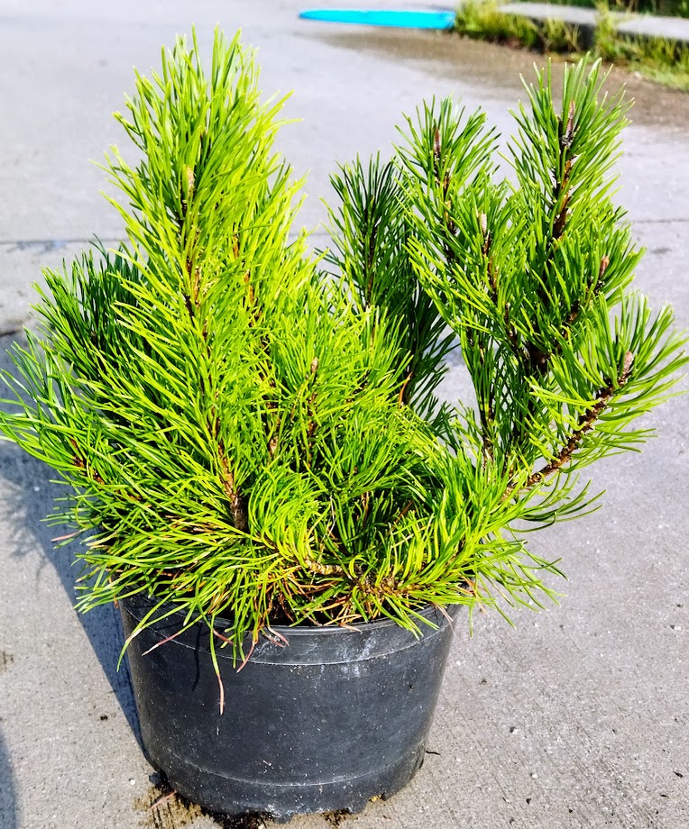 Pinus mugo ´Pumilio´