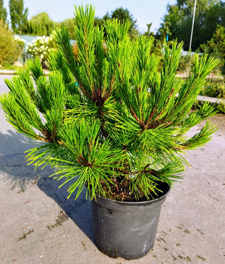 Pinus densiflora ´Low Glow´