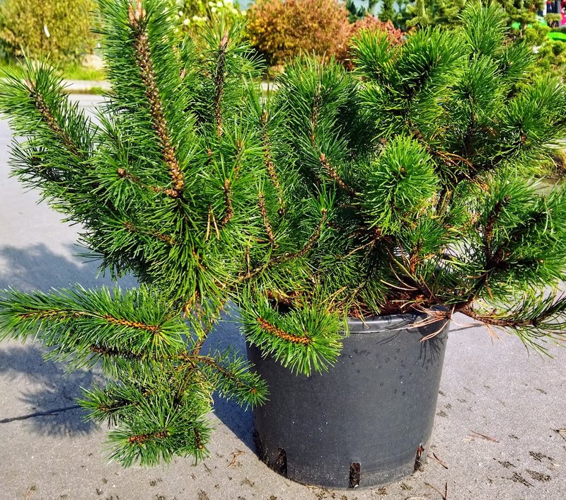 Pinus mugo ´Pumilio´