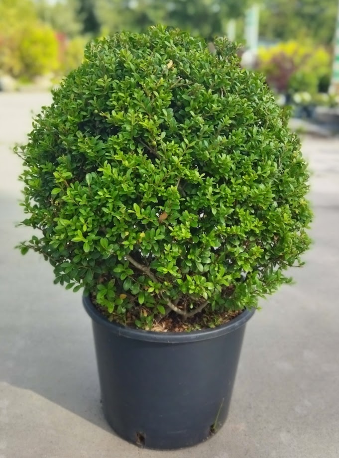 Ilex crenata ´Stokes´