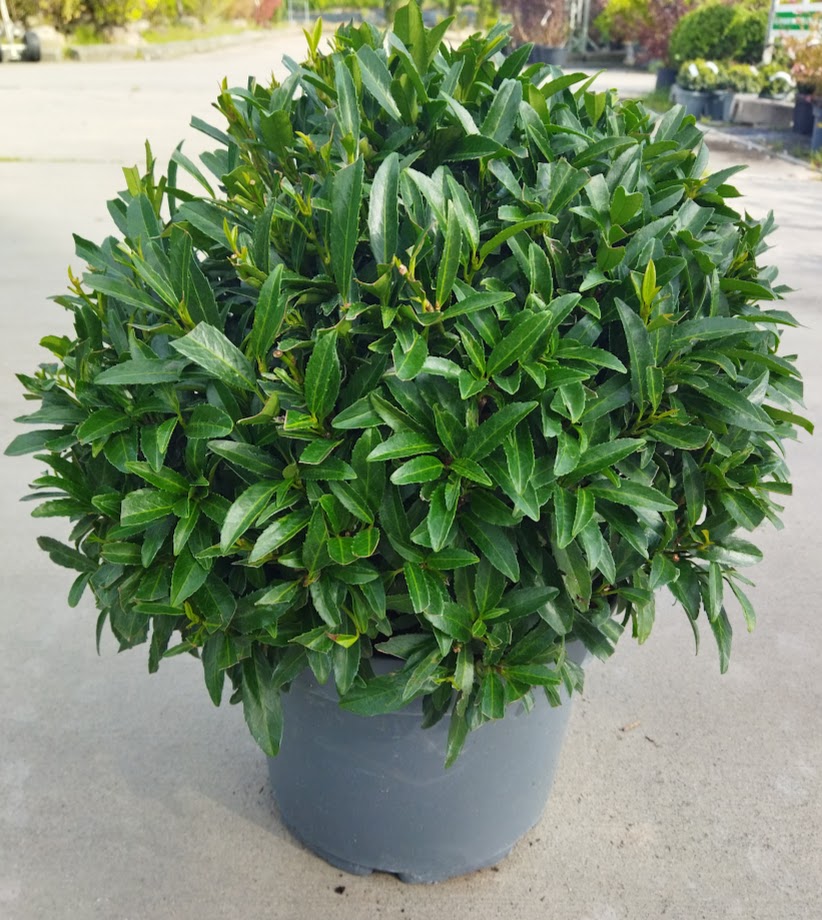 Prunus laurocerasus ´Sofia´