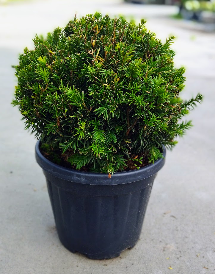 Taxus x media ´Groenland´