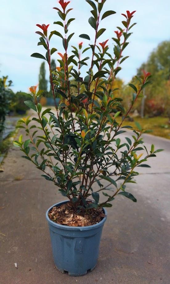 Photinia fraseri ´Carre Rouge´