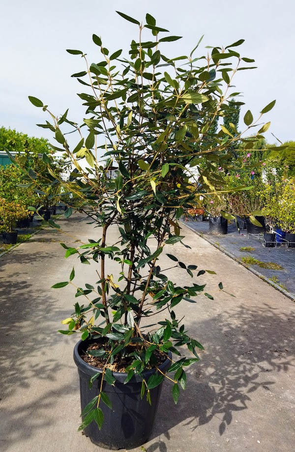 Viburnum ´Pragense´
