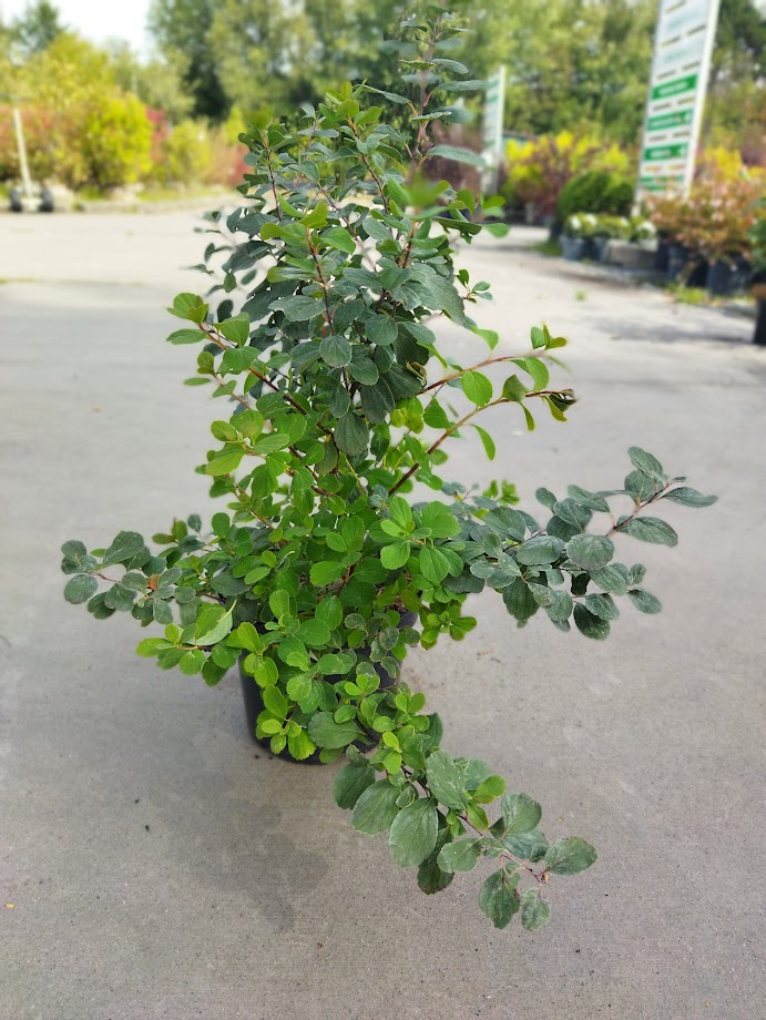 Spiraea betulifolia ´Tor´