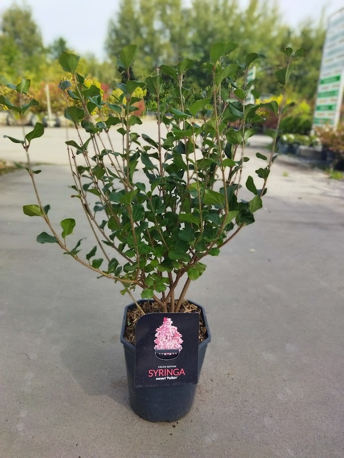 Syringa meyeri ´Palibin´