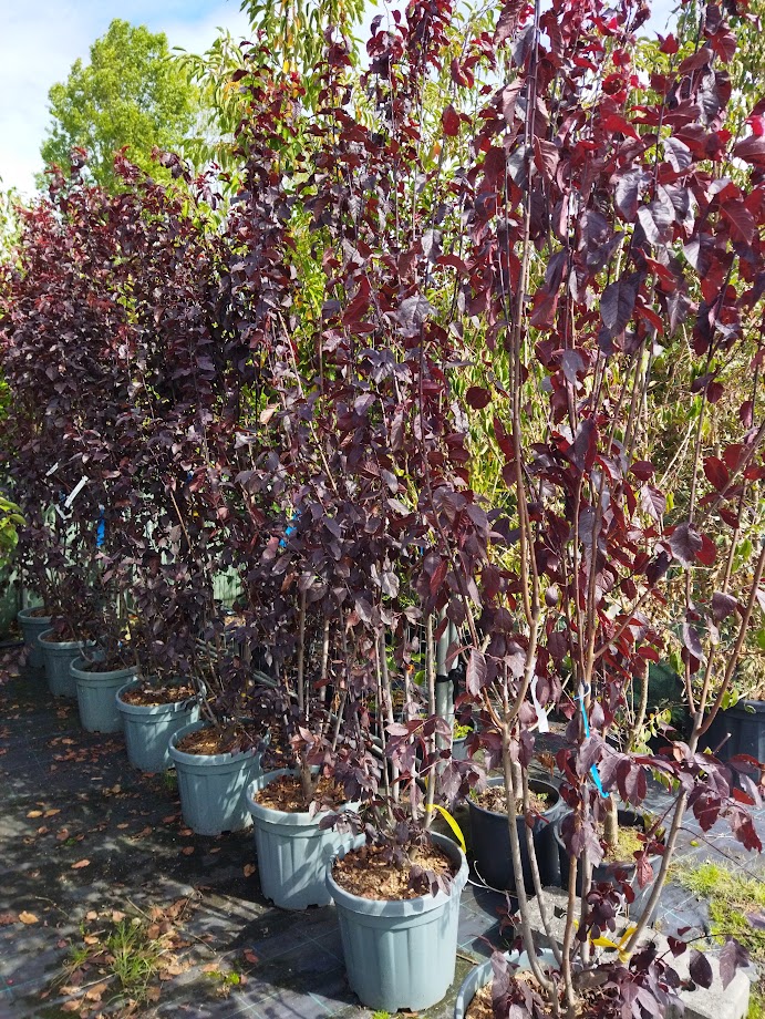 Prunus cerasifera ´Pissardii´
