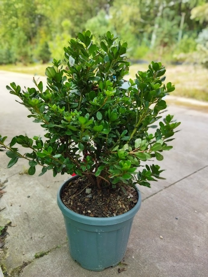 Azalea japonica ´Hino Crimson´