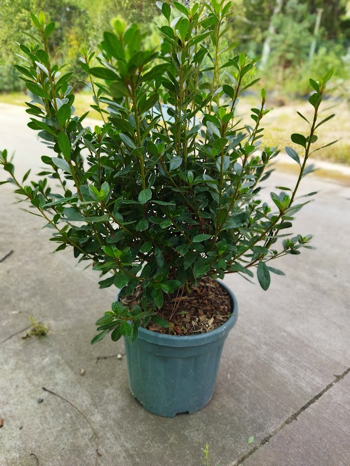 Azalea japonica ´Blaauw´s Pink´
