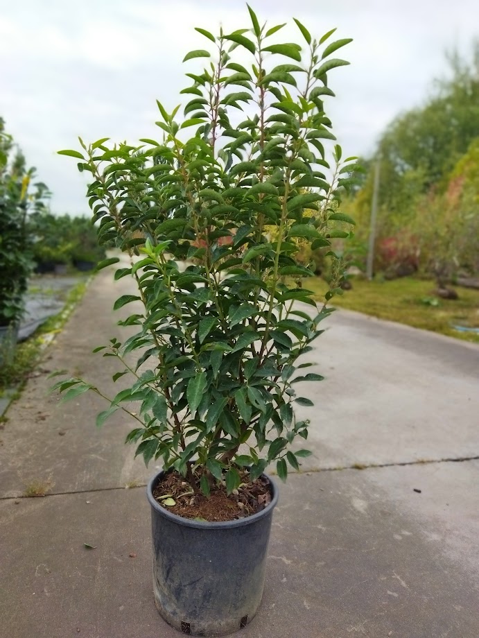 Prunus lusitanica ´Angustifolia´