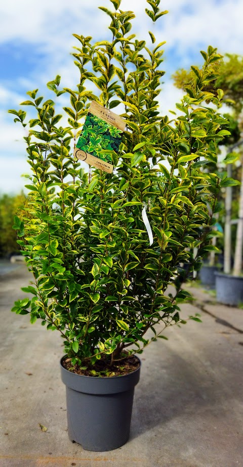 Ligustrum ovalifolium ´Aureum´