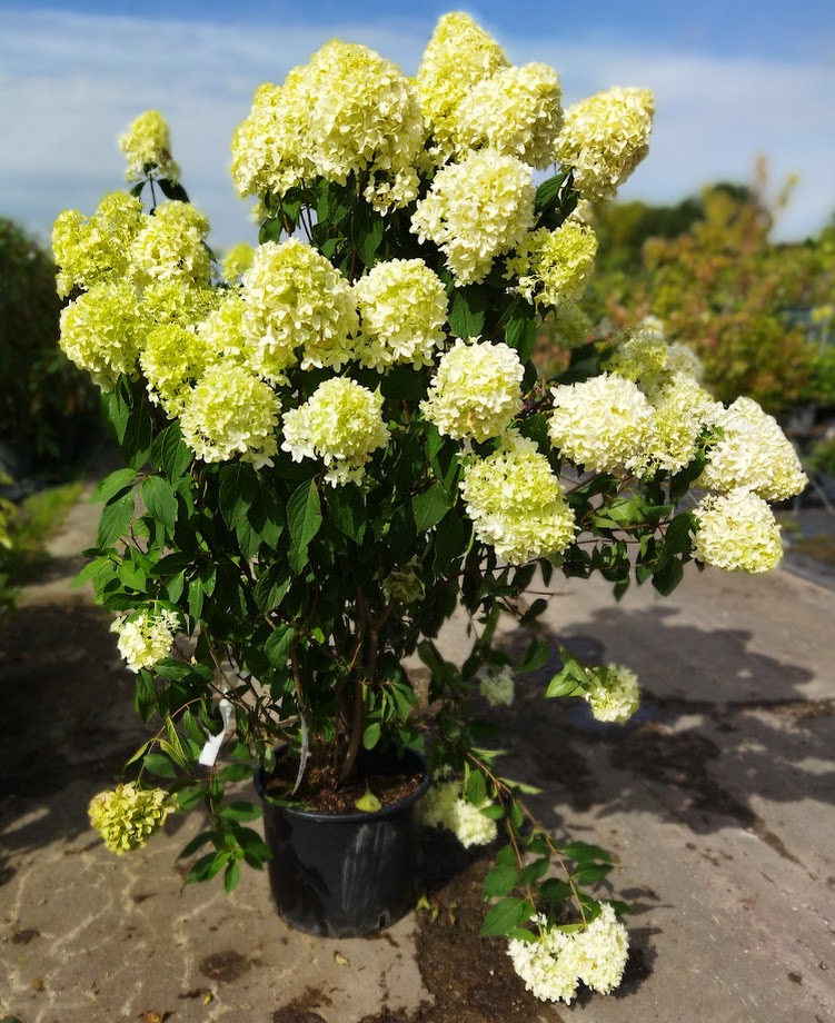 Hydrangea paniculata ´Skyfall´