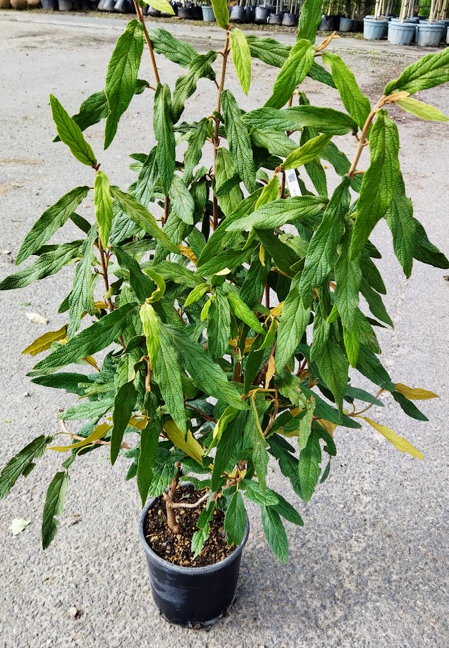 Viburnum rhytidophyllum