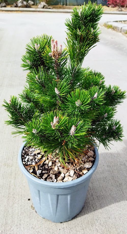 Pinus mugo ´Gnom´