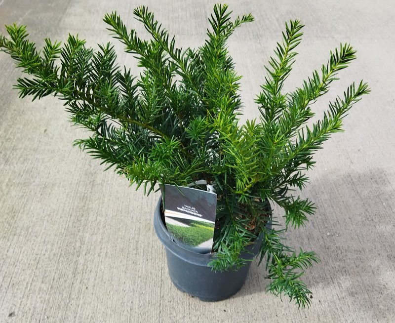 Taxus baccata ´Repandens´