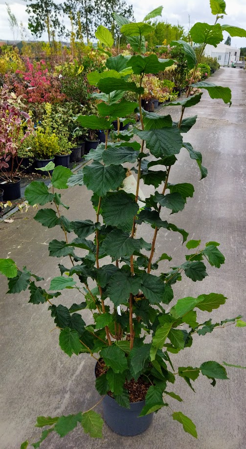 Corylus avellana