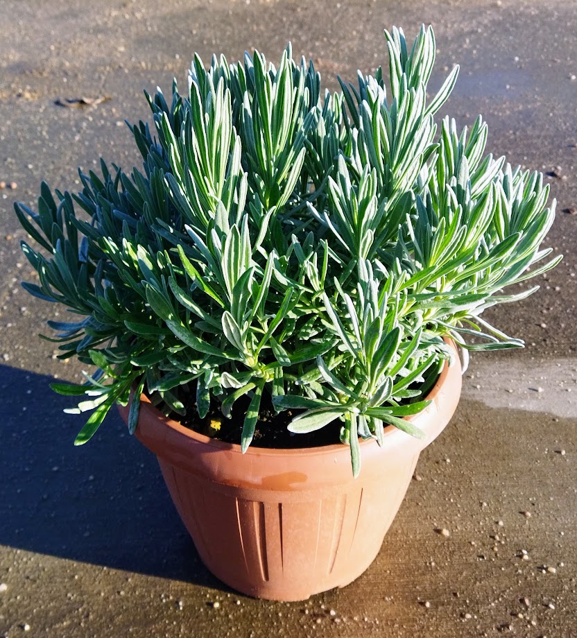 Lavandula angustifolia