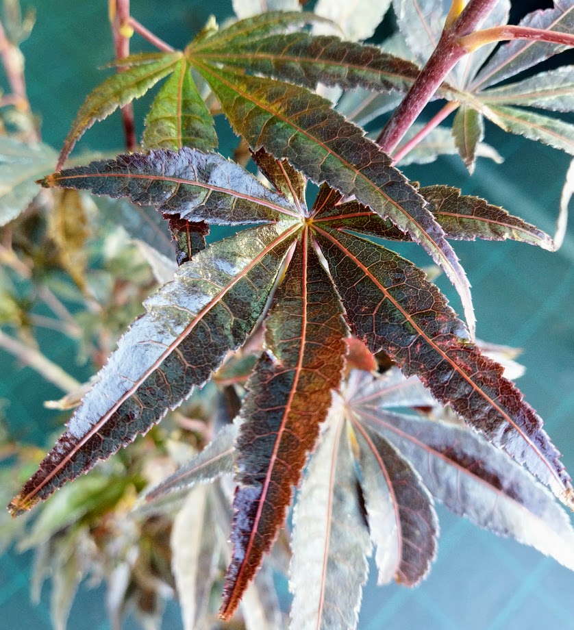 Acer palmatum ´Bloodgood´