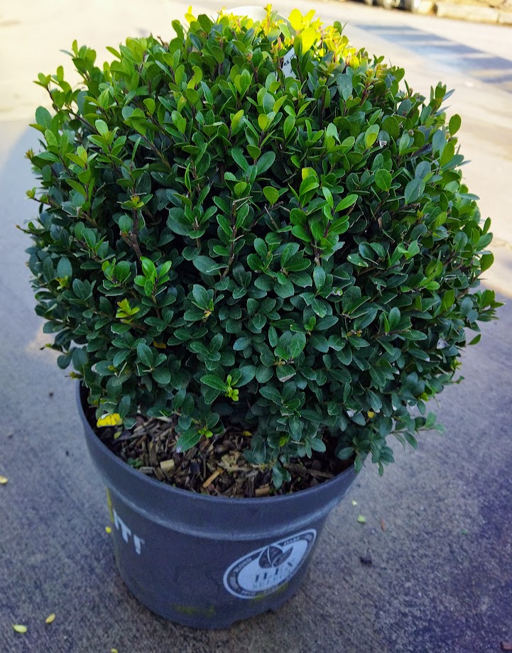 Ilex crenata ´Dark Green´