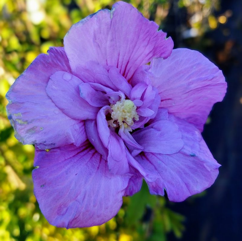 Hibiscus syriacus ´LAVENDER CHIFFON´