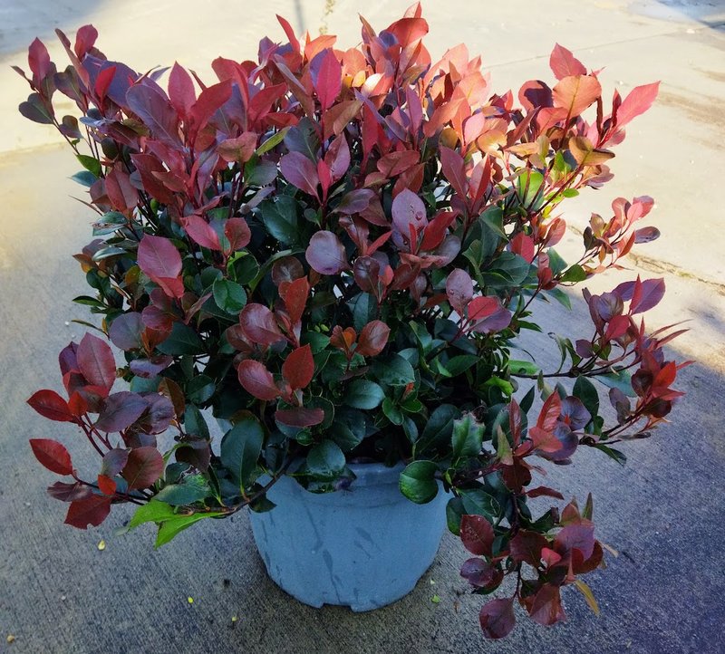 Photinia x fraseri ´Little Red Robin´