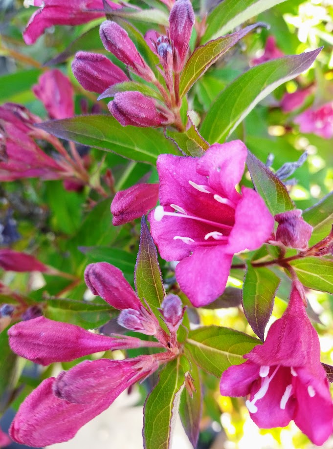 Weigela ´Red Prince´