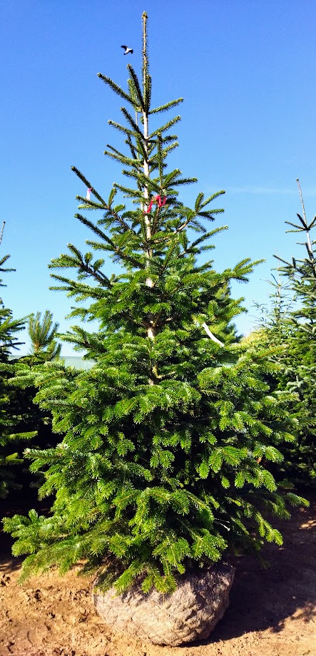 Abies nordmanniana