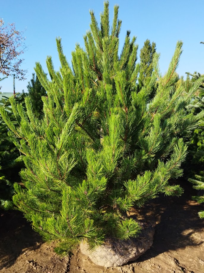 Pinus nigra