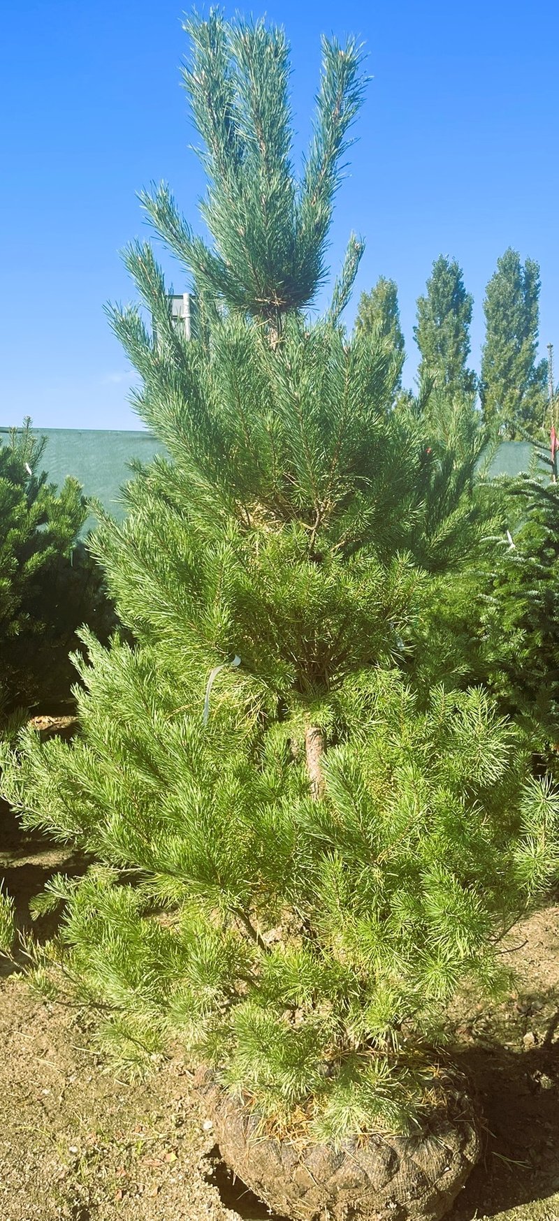 Pinus sylvestris