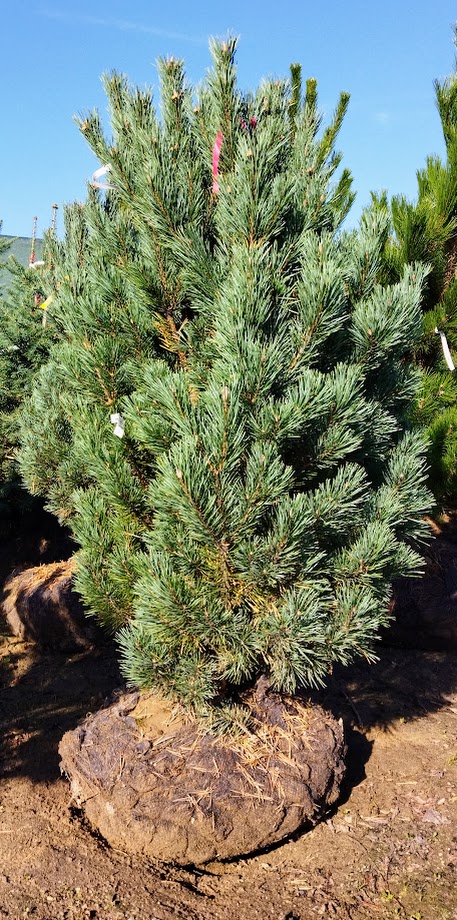 Pinus sylvestris ´Watereri´