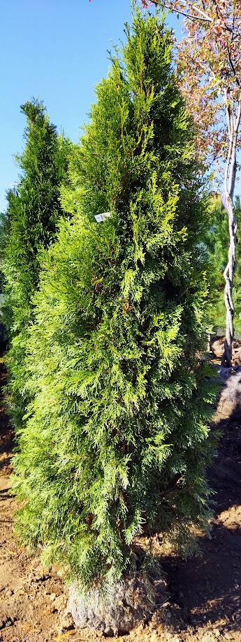 Thuja occidentalis ´Smaragd´