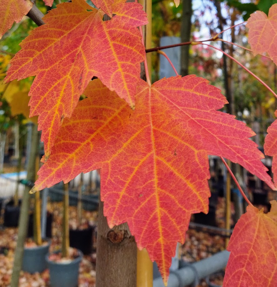 Acer rubrum ´Scanlon´